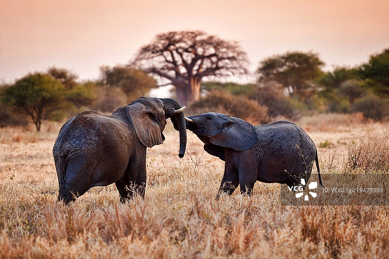 非洲草原上玩耍的两只小象图片素材