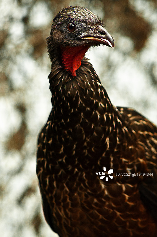 凤冠雉图片素材