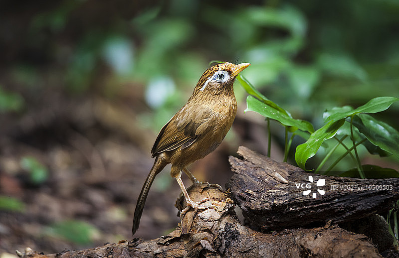 画眉鸟图片素材