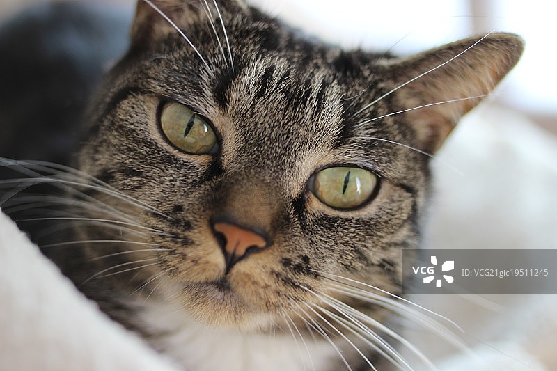 我的猫咪米拉图片素材