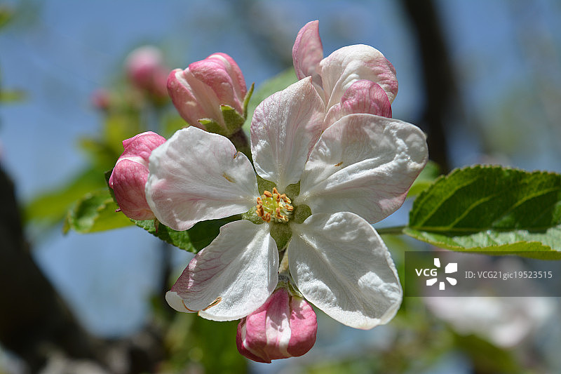 苹果树的蓓蕾图片素材