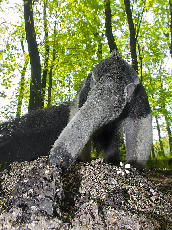 捕食中的食蚁兽图片素材
