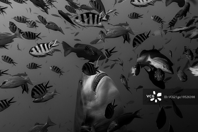 牛鲨浮现图片素材