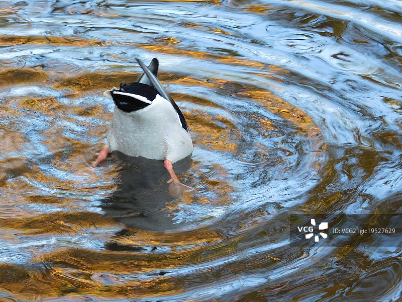 潜水鸭图片素材