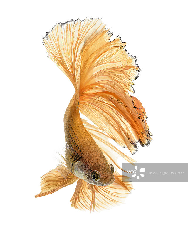 黄色芭蕾舞图片素材