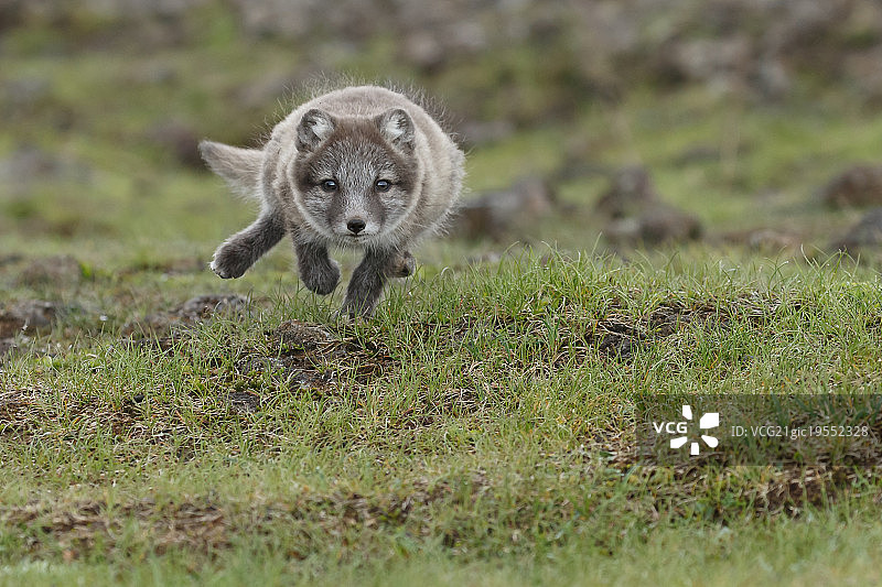 向前奔跑的小北极狐图片素材