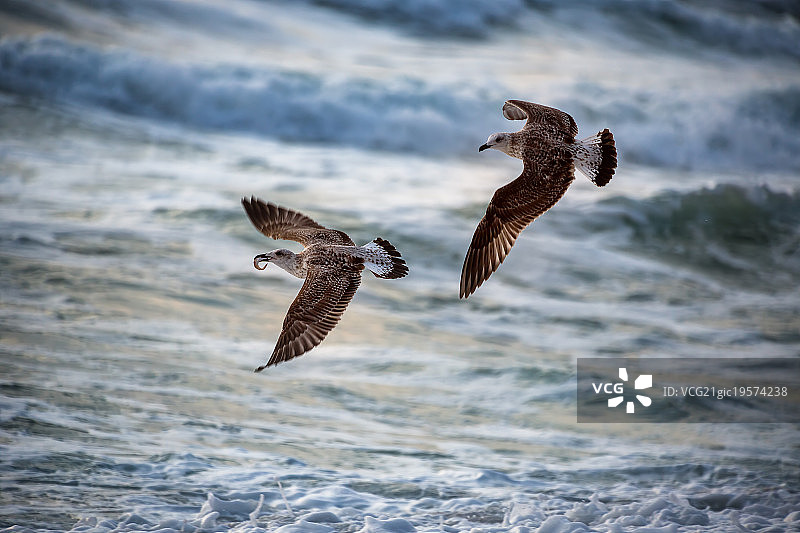 飞越海洋的海雕图片素材
