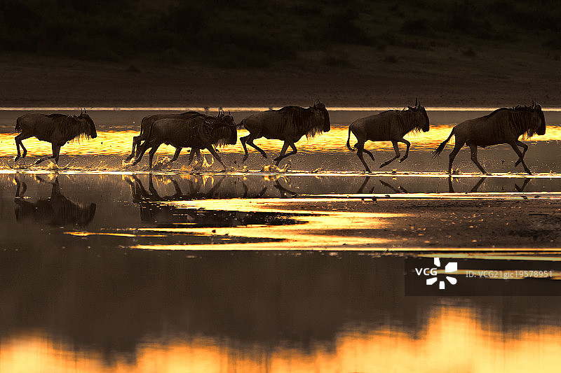 迁徙剪影图片素材
