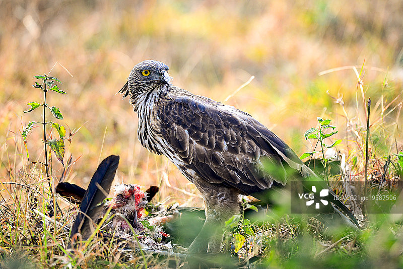 捕食猎物的凤头鹰雕图片素材