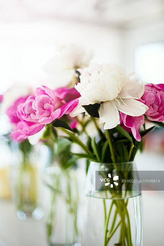 婚礼粉色花毛茛图片素材