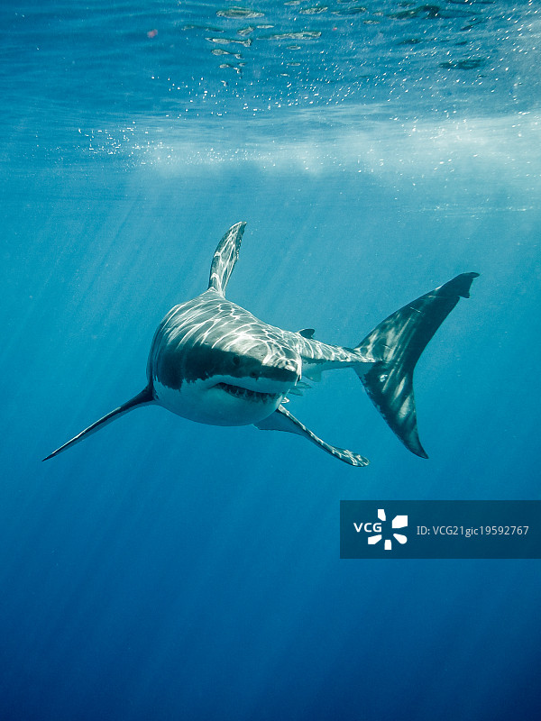 水下大白鲨图片素材