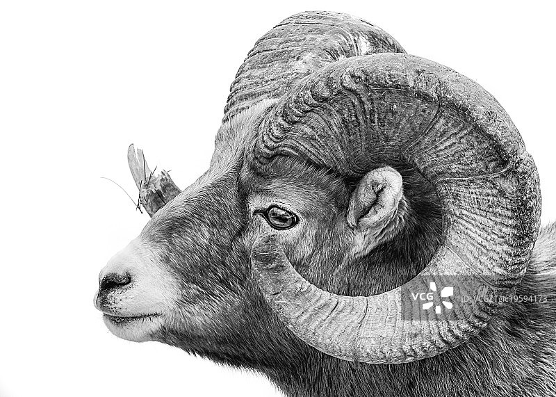 大角羊细节 - 单色图片素材