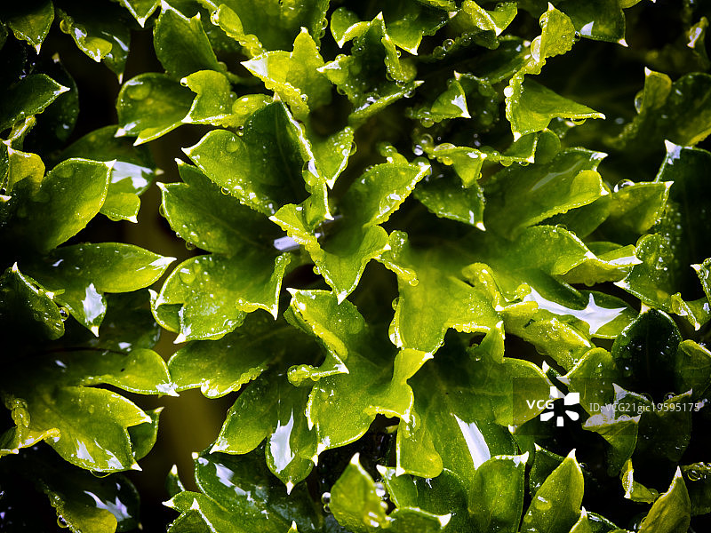 卷曲的欧芹图片素材