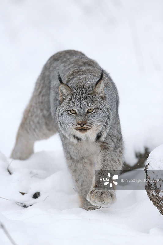 雪豹在雪中漫步图片素材