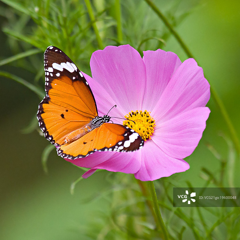 印度曙光村图片素材