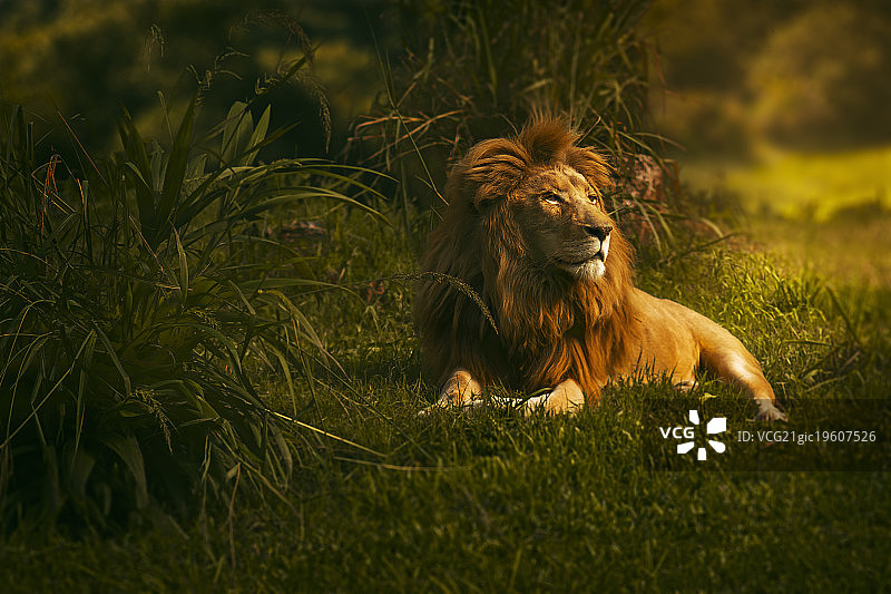 森林之王图片素材