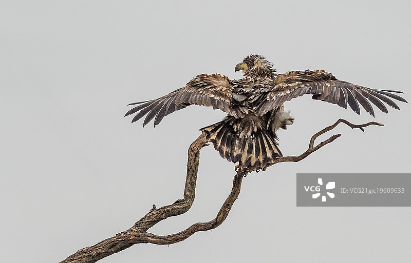 雨天：白尾海雕图片素材