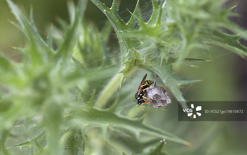 黄蜂在普拉多德尔雷守护巢穴图片素材