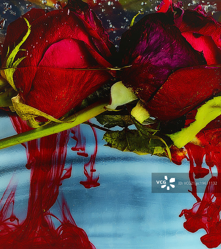 水中红色花朵特写图片素材