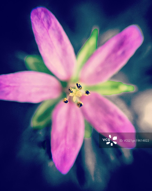 粉红色的图片素材