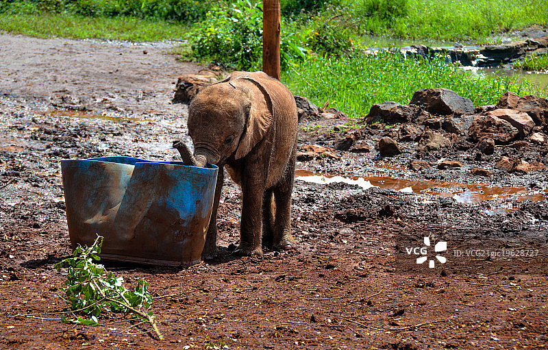 抱着水桶的小象图片素材