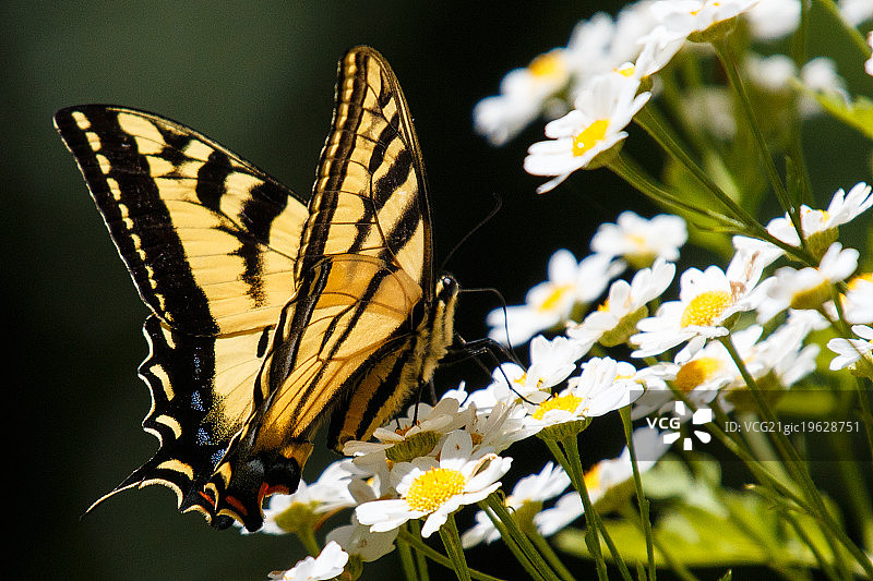 燕尾服图片素材
