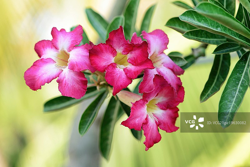 沙漠玫瑰图片素材