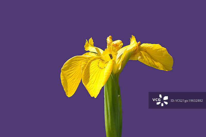 黄菖蒲图片素材
