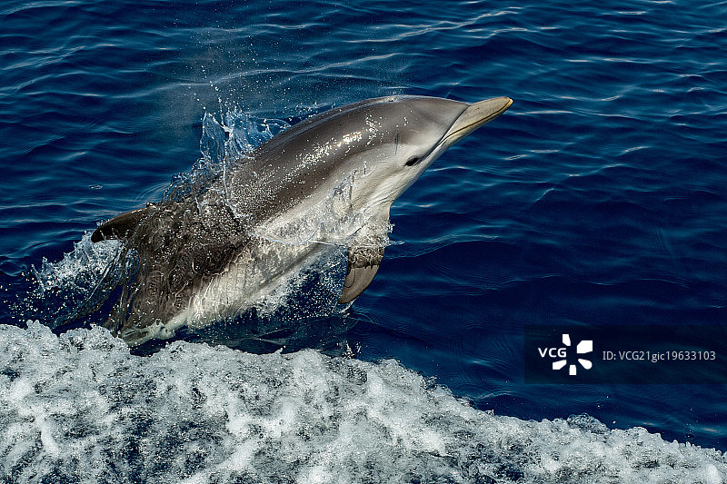 世界海洋日图片素材