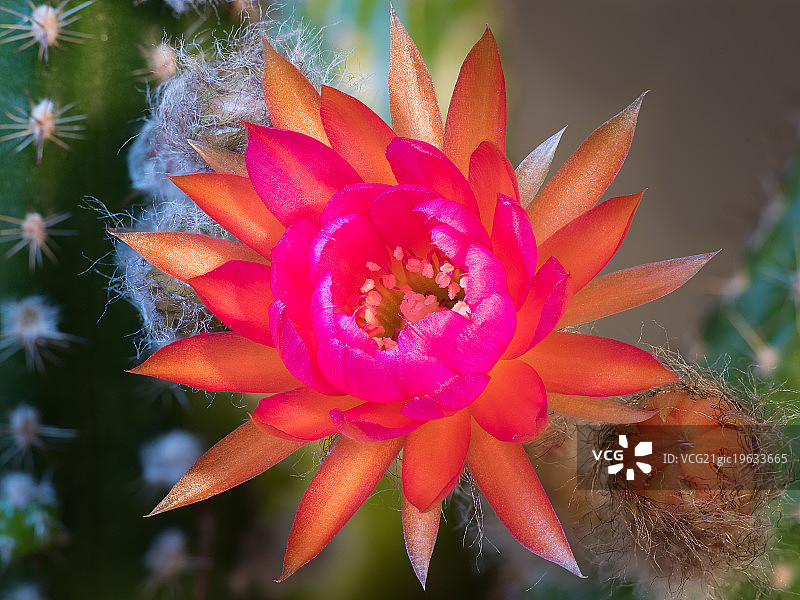 沙漠中的美女图片素材