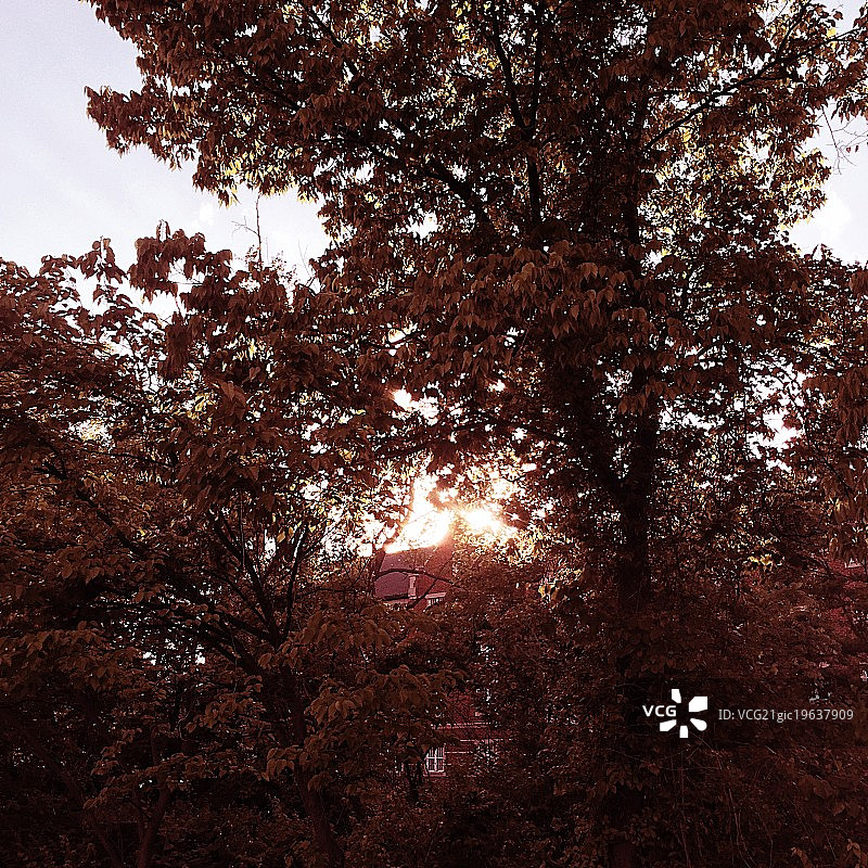 红色树木图片素材