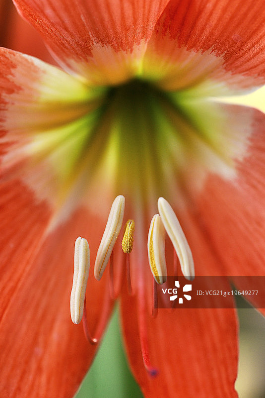 孤挺花图片素材