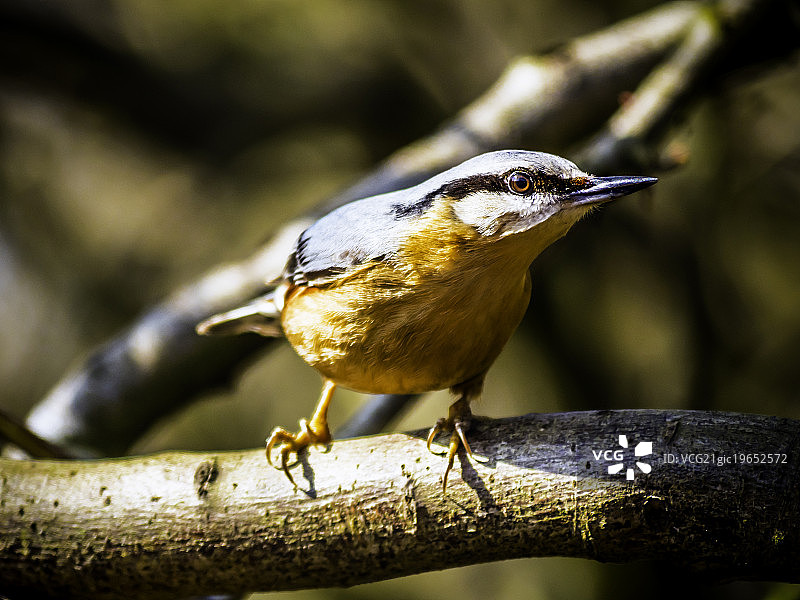 专注的欧洲松鸦图片素材