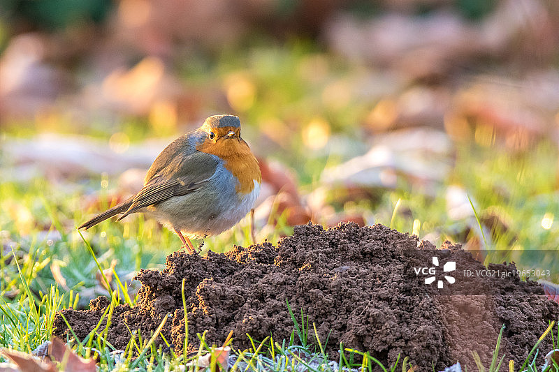 乡巴佬之王图片素材