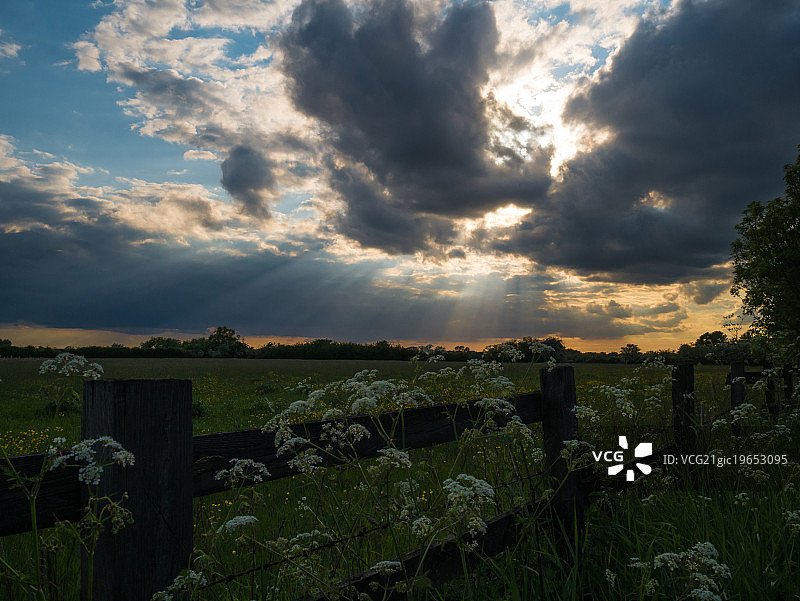铁杉和报春花图片素材