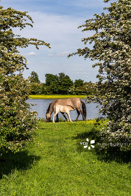 哺乳期小马驹图片素材