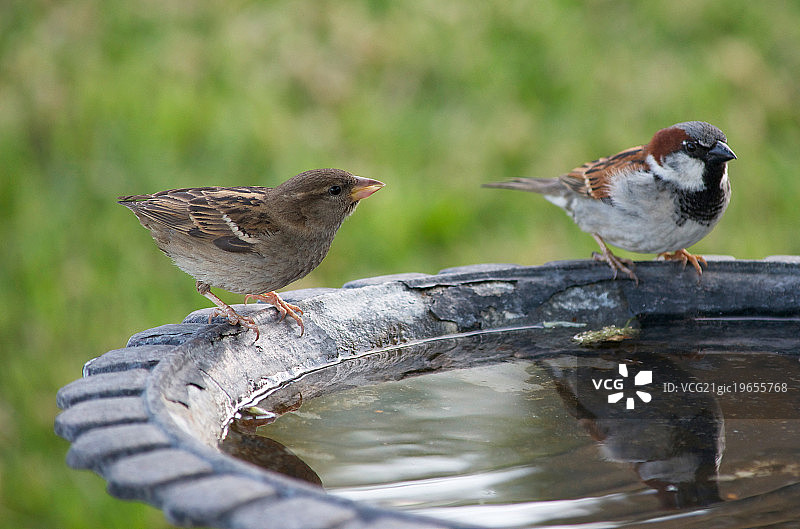 鸟浴池里的两只鸟图片素材