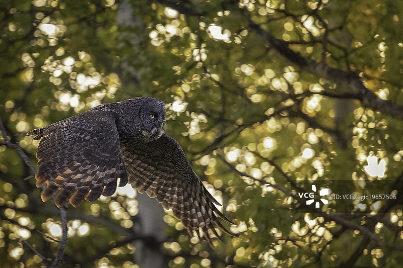 日落时分，灰林鸮在森林中飞行图片素材