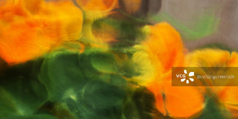 旱金莲抽象图片素材