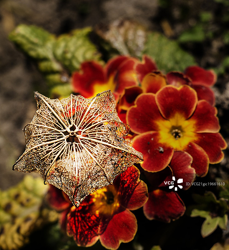 订婚戒指图片素材