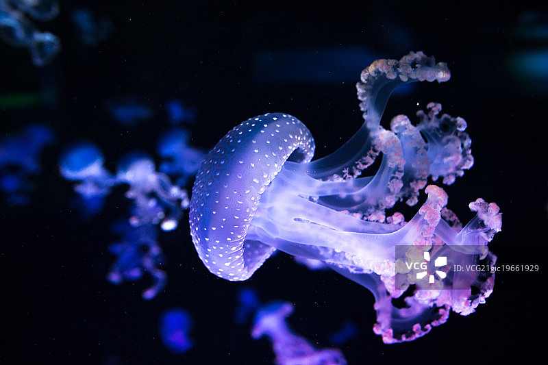 紫色和粉色图片素材