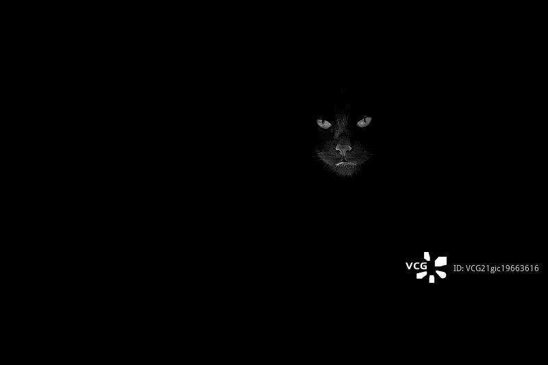 猫观看图片素材