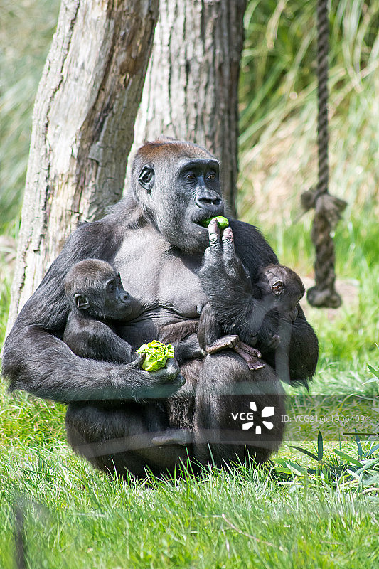 伦敦动物园图片素材