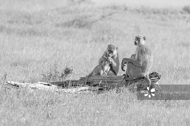 狒狒哺乳和梳理毛发图片素材