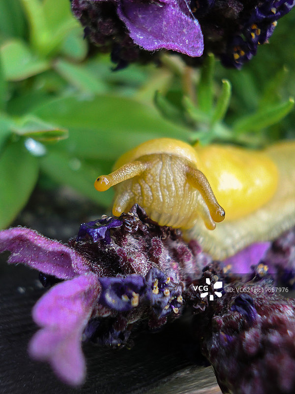 香蕉薰衣草蛞蝓图片素材