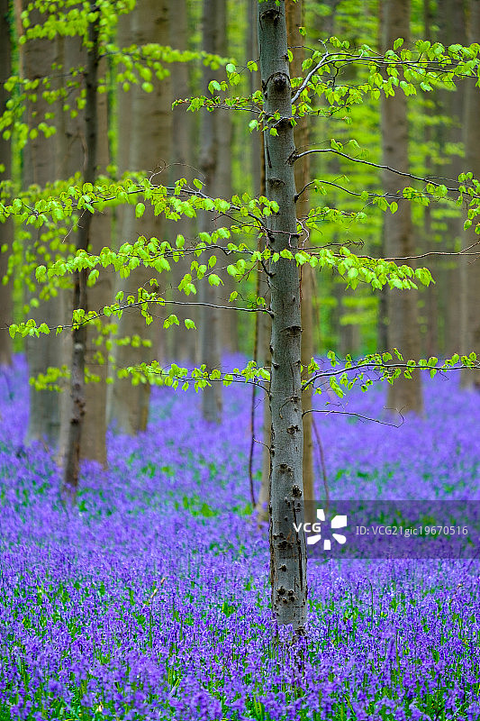 风信子图片素材