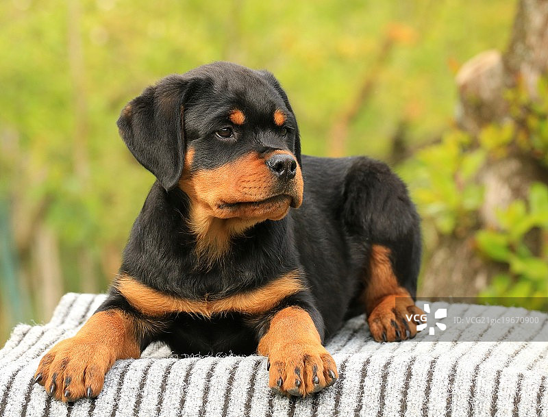 皇家卫队小狗图片素材