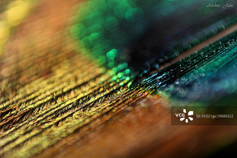 孔雀羽毛图片素材