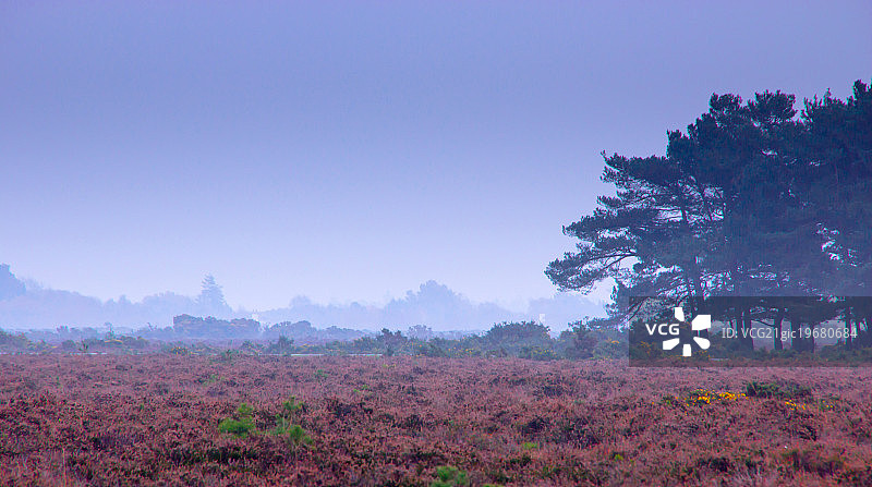 雾蒙蒙的早晨中的石楠花平原图片素材