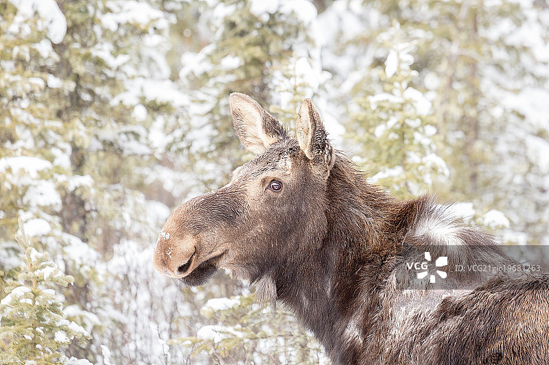 带有冬季蜱虫的驼鹿 - 布拉格溪图片素材